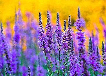 瑞典游戏公司Zordix Games 让其子公司创始人担任CEO