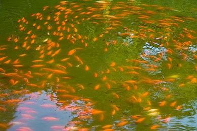 合作生存类游戏《斯盖尔仪式》现已在Steam发售